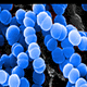 A cluster of spherical blue bacteria viewed under a microscope, set against a dark background.